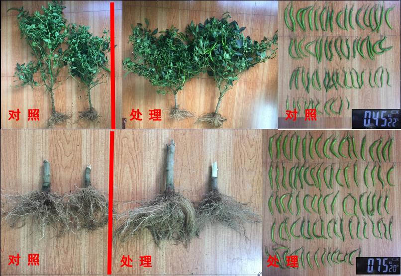 2对照处理.jpg
