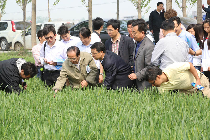 小麦示范_副本.jpg