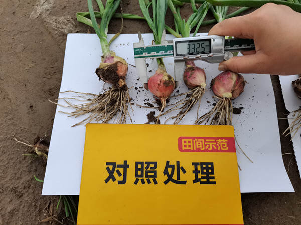 2对照田单颗葱头直径_副本.jpg