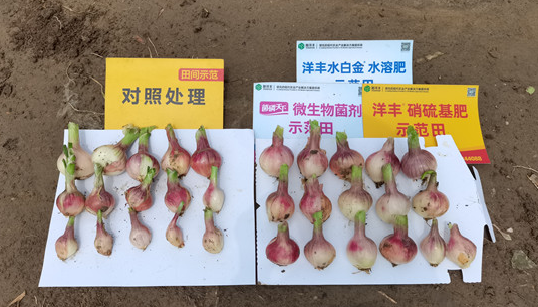 三株毛葱葱头长势对比_副本.jpg