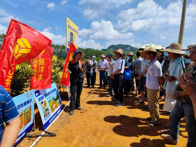 图片3基地试验负责人讲解土康健肥效2.jpg