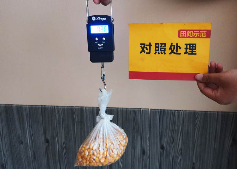 对照处理穗粒重_副本.jpg