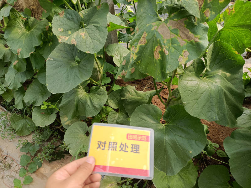 对照田病叶细节图_副本.jpg
