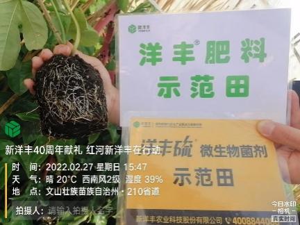 2月27日，使用10天后，根系已恢复正常生长，根系发达。.jpg