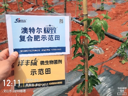 3月31日，定值后的白效果苗长势.jpg