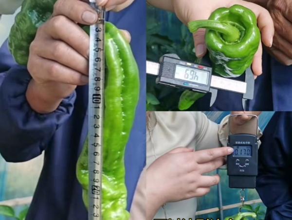 谢大哥1经过测量辣椒果长、径粗、重量足。.jpg