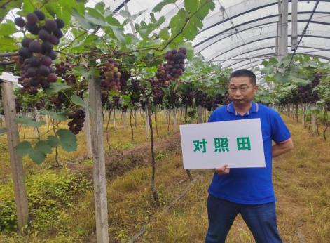 对照葡萄着色较迟且着色不均匀.jpg