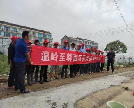 洋丰至尊西瓜观摩会现场照片 .jpg