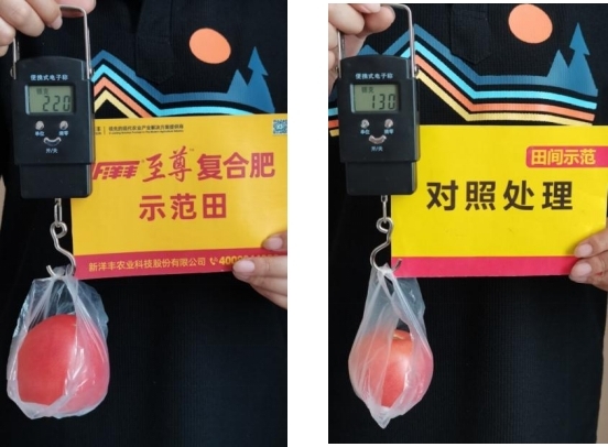 图5  8月15日示范田对照田单个番茄重量对比.jpg