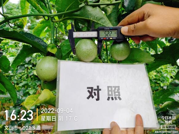 对照田果径.jpg