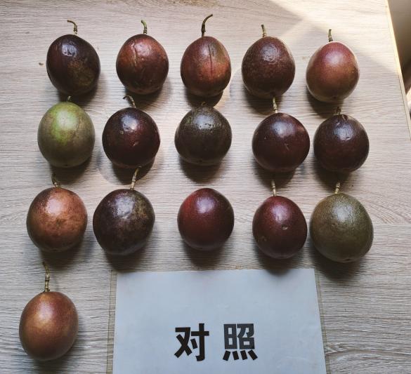 对照田果型.jpg