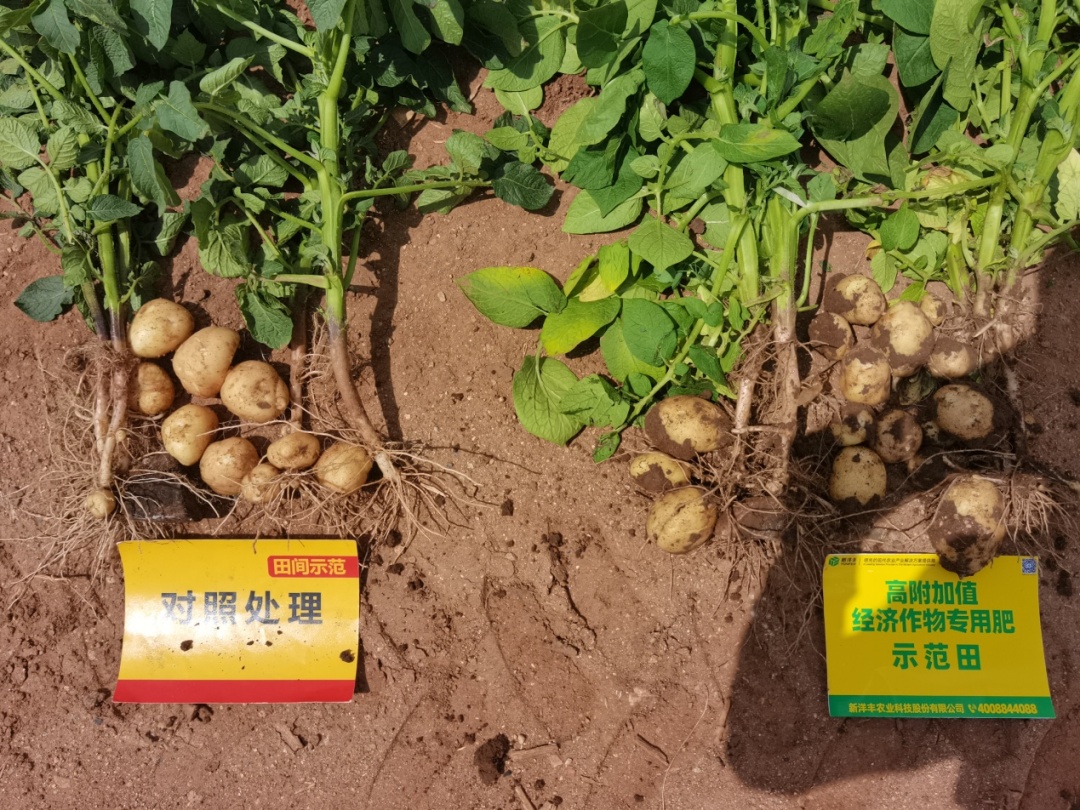 块茎增长期结薯率对比.jpg