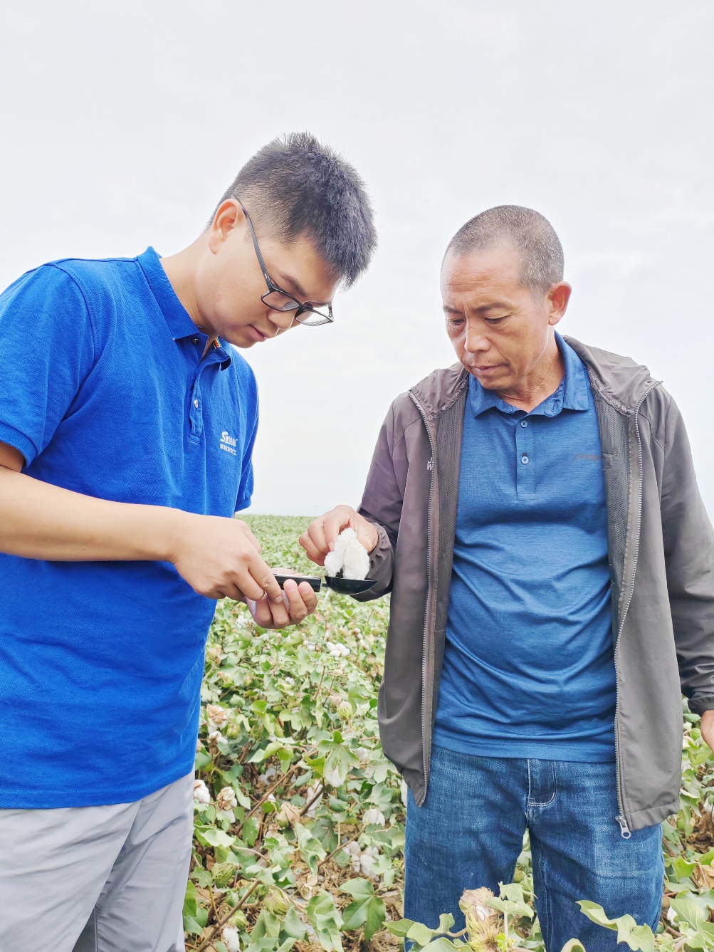 8868体育官网首页入口农艺师李春侨（左），在种植户陈克明（右）的棉田进行单铃测重，预估产量.jpg