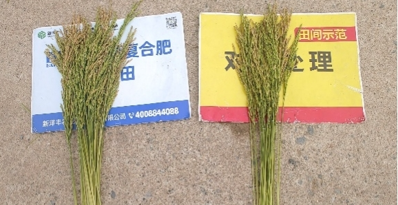 单株稻穗数量对比.jpg