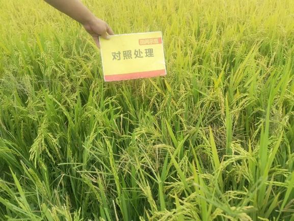 对照田整体长势.jpg