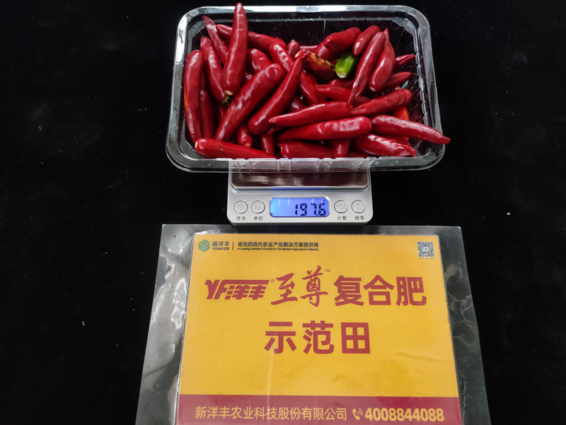 9月26日示范田整株鲜果重：197.6g，亩产395kg_副本.jpg