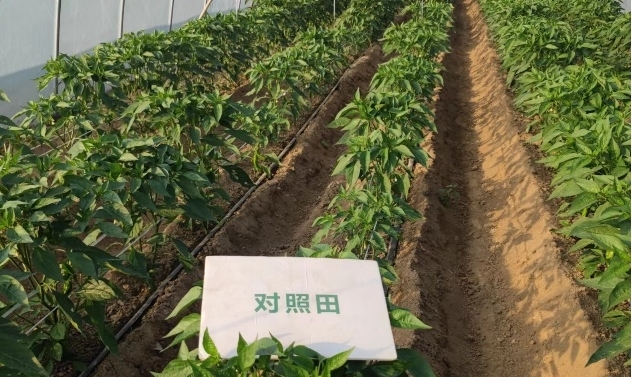 辣椒对照田长势1.jpg